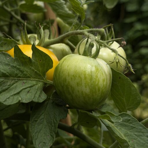 Tomato Season!