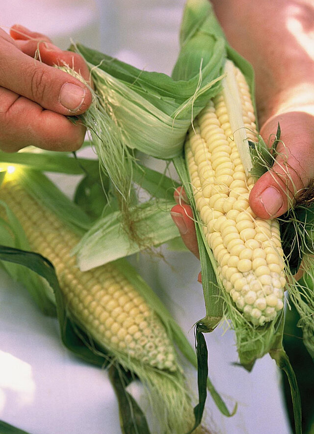 Corn Week!