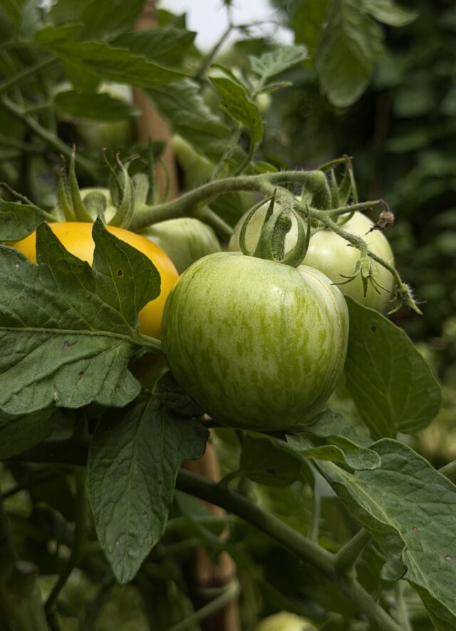 Tomato Season!